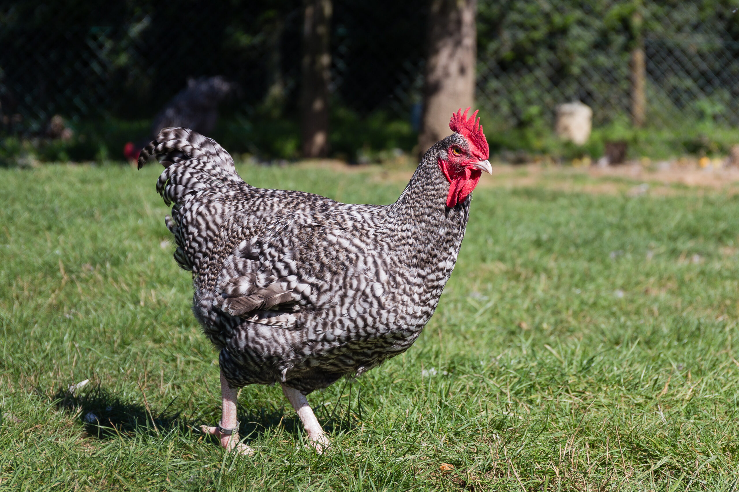 Coq coucou de Rennes is one example of striped feather characteristic as a result of of sex-linked barring. Photo: Édouard Hue