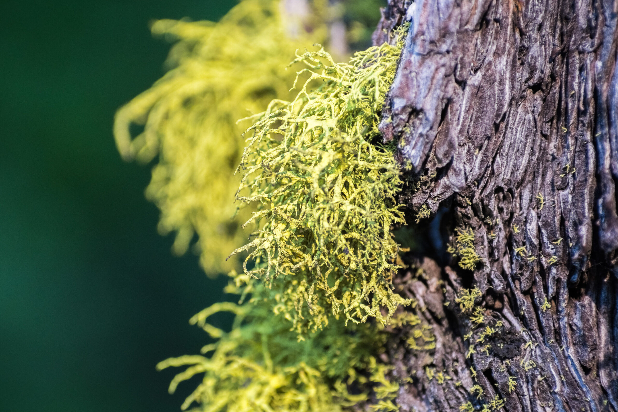 Wolf Lichen (Letharia vulpina)