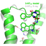 The top-ranked model of an anti-migrane drug bound to the Serotonin 1B receptor. The model and experimentally determined structures are shown in green and white, respectively. 