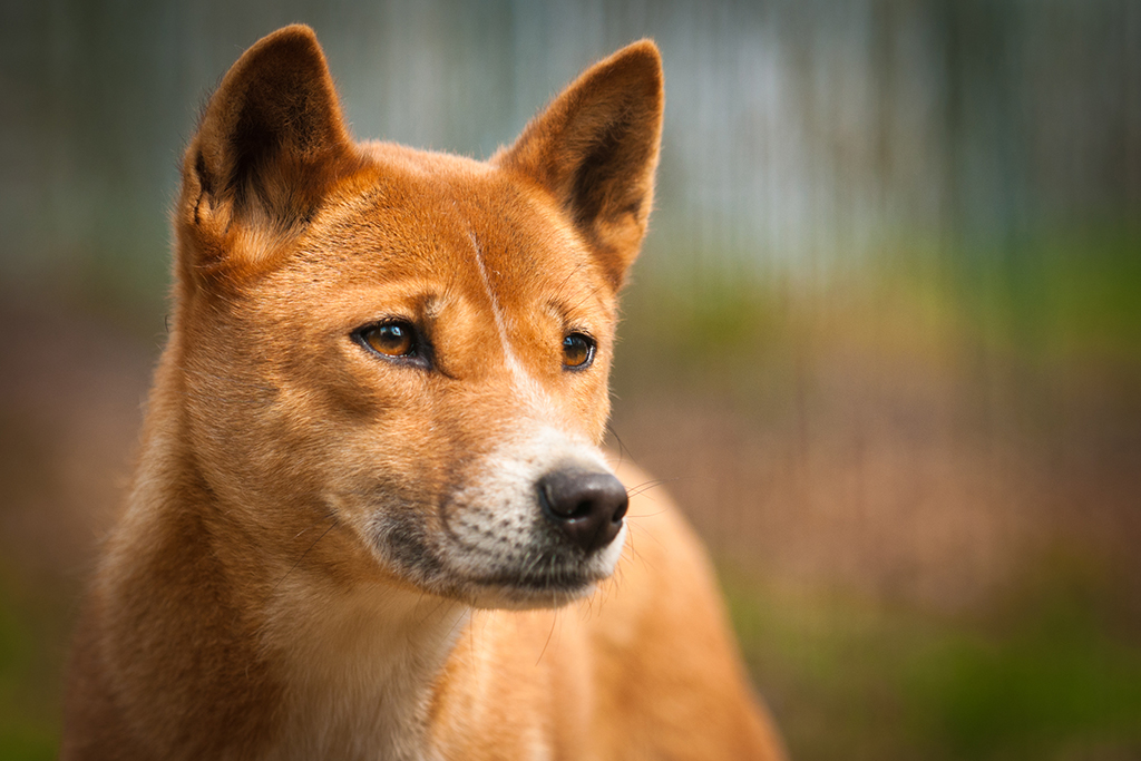 Dingos evolved from domesticated Indonesian village dogs - SciLifeLab