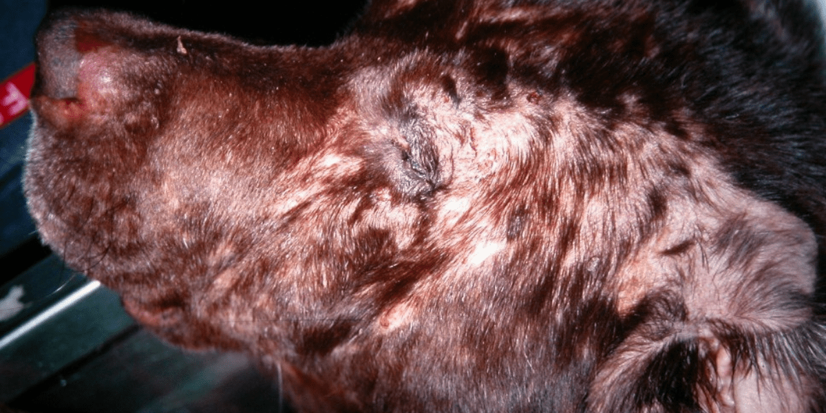 Labrador retriever with atopic dermatitis (eczema)