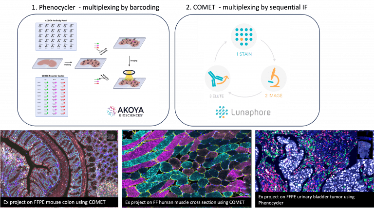 Spatial Proteomics - SciLifeLab