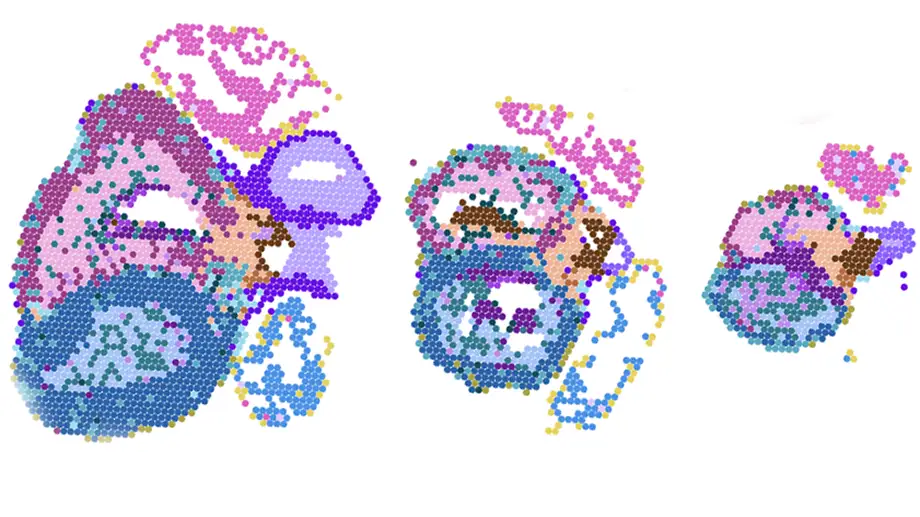 A visualization of molecular data generated from three distinct points in time during fetal heart formation.