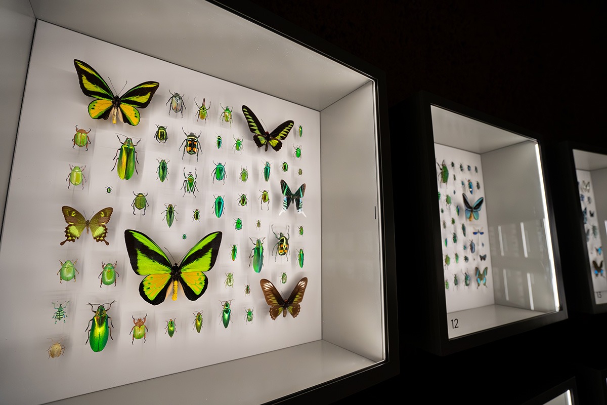 Close up of colorful butterfly and insect specimens in display case.