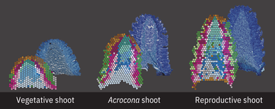 Three different types of shoots, vegetative shoot, acrocona shoot and reproductive shoot.