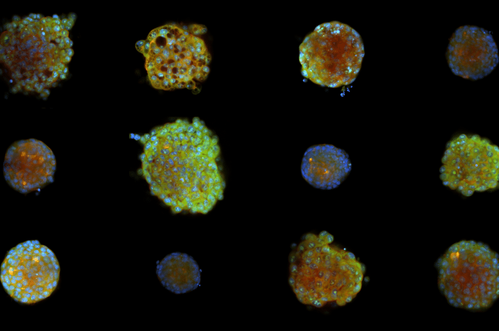 Featured image for Single-cell imaging in 3D reveals drug differences that flat cultures miss